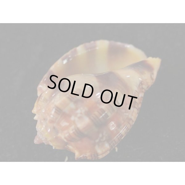 画像3: ベニオビショッコウラ (3)