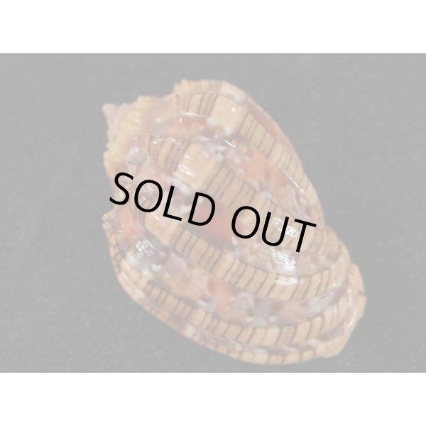 画像2: ベニオビショッコウラ (2)