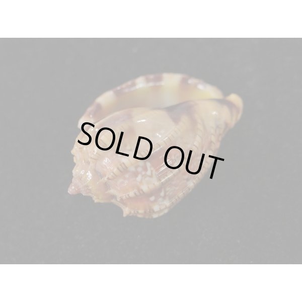 画像3: ベニオビショッコウラ (3)