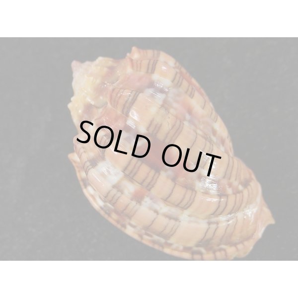 画像2: ベニオビショッコウラ (2)