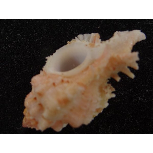 画像3: ウタヒメガンセキ (3)