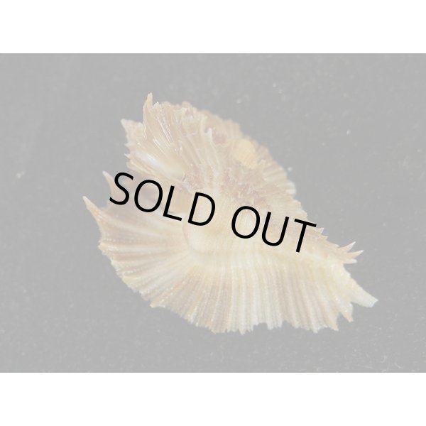 画像2: ミヨコバショウ (2)