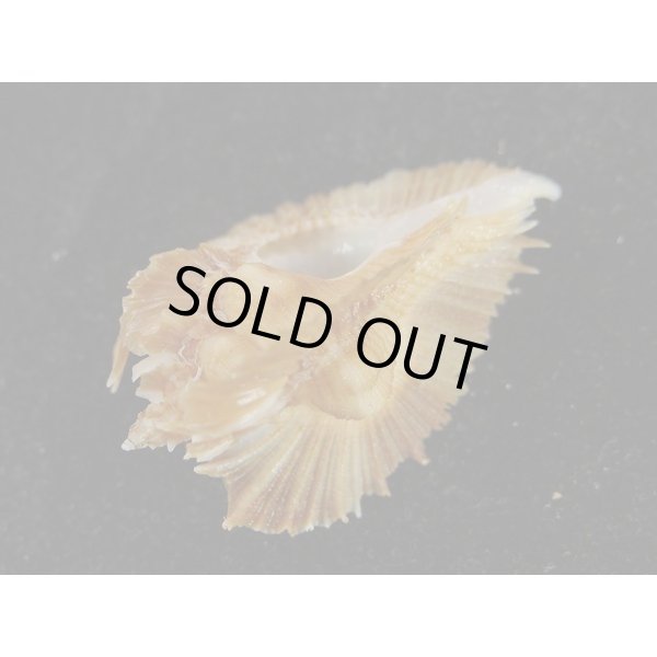 画像3: ミヨコバショウ (3)