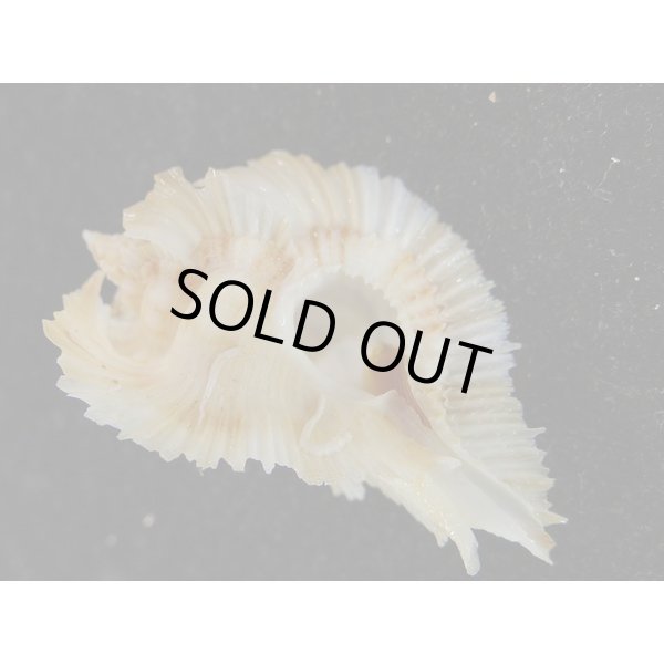 画像1: ミヨコバショウ (1)