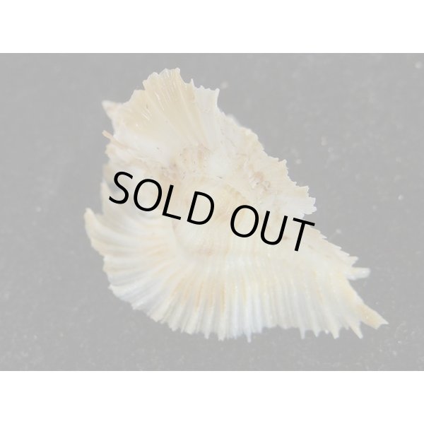 画像2: ミヨコバショウ (2)