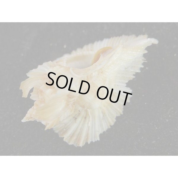 画像3: ミヨコバショウ (3)