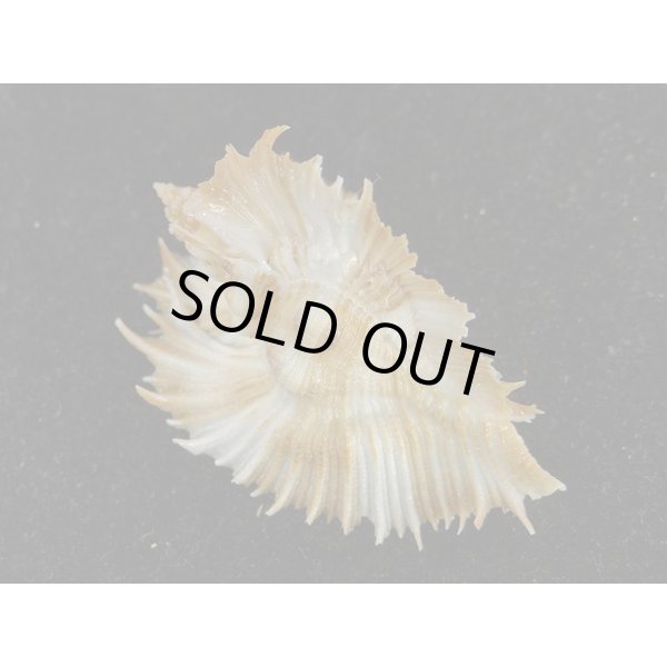 画像2: ミヨコバショウ (2)