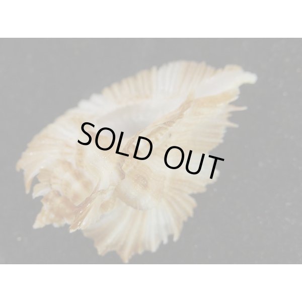 画像3: ミヨコバショウ (3)