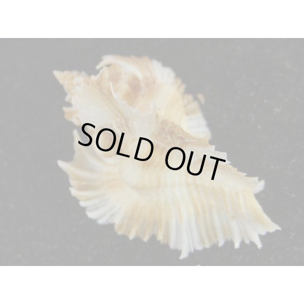 画像2: ミヨコバショウ (2)