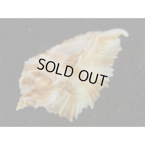 画像3: ミヨコバショウ (3)