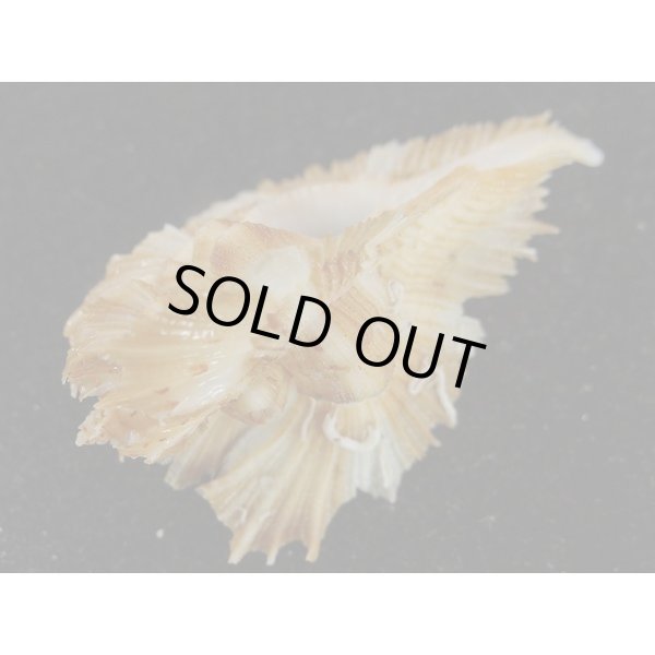 画像3: ミヨコバショウ (3)