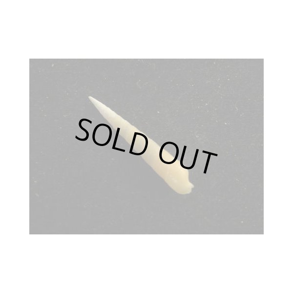 画像2: ニクタケ (2)