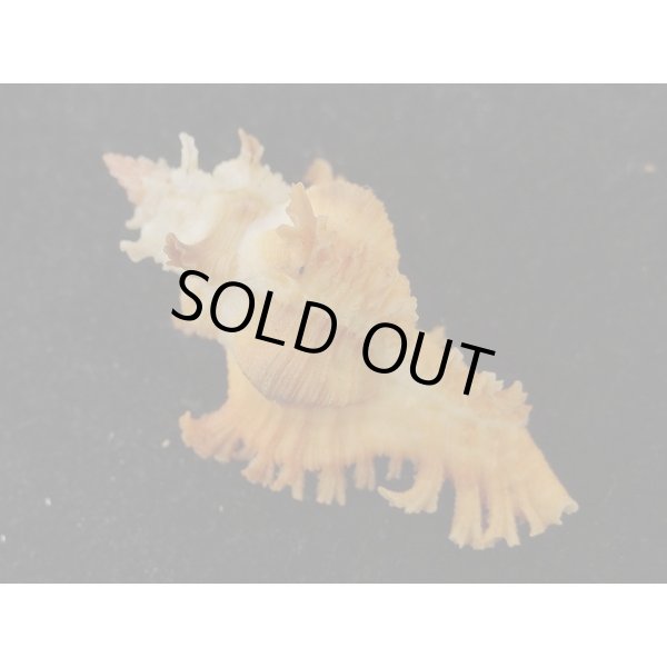 画像2: サフランガンゼキ (2)