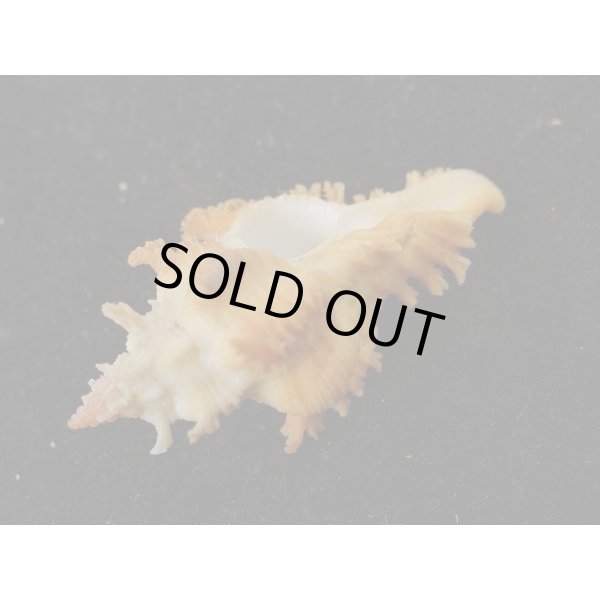 画像3: サフランガンゼキ (3)