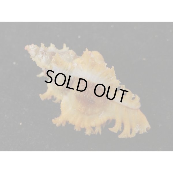 画像2: サフランガンゼキ (2)