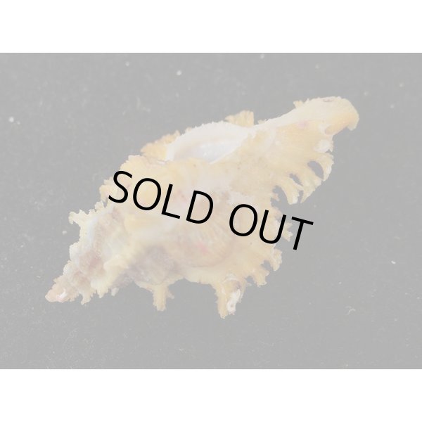 画像3: サフランガンゼキ (3)