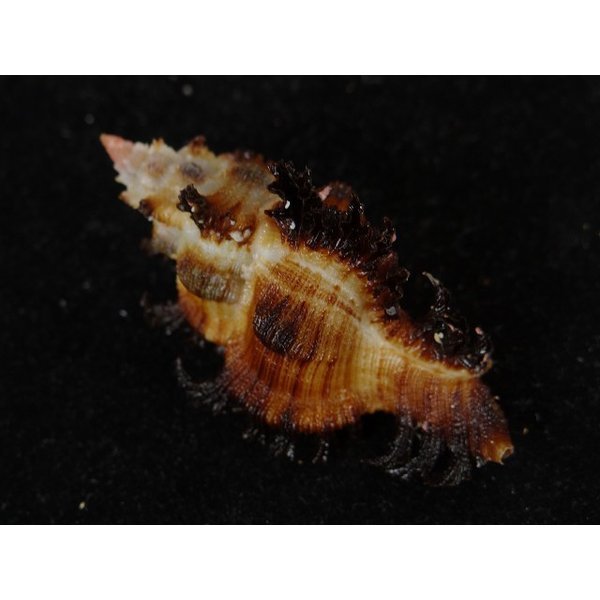 画像2: サフランガンゼキ (2)