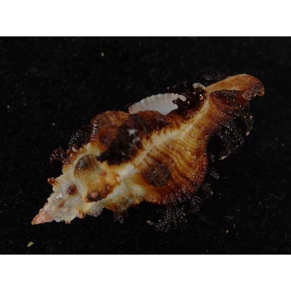 画像3: サフランガンゼキ (3)