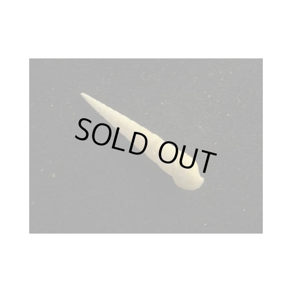 画像2: ニクタケ (2)