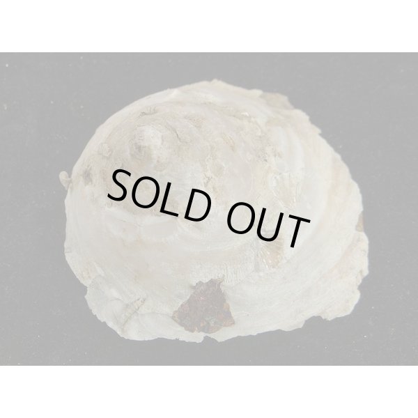 画像2: ダイオウキヌガサ (2)