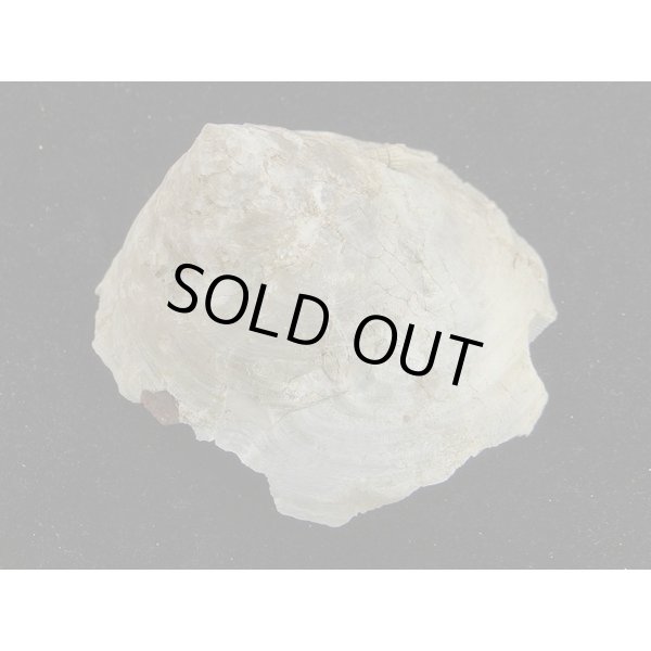 画像2: ダイオウキヌガサ (2)