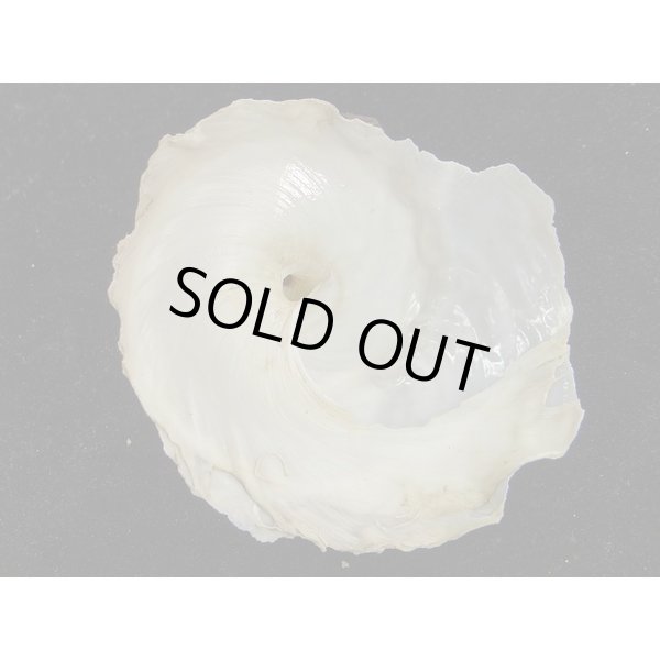 画像3: ダイオウキヌガサ (3)