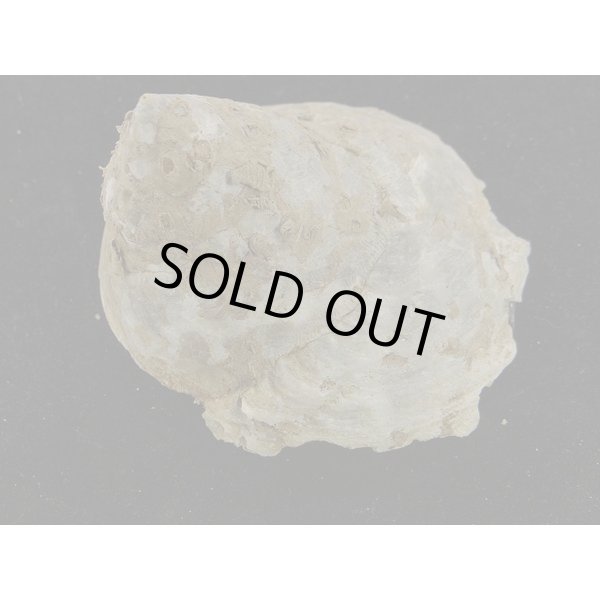 画像2: ダイオウキヌガサ (2)