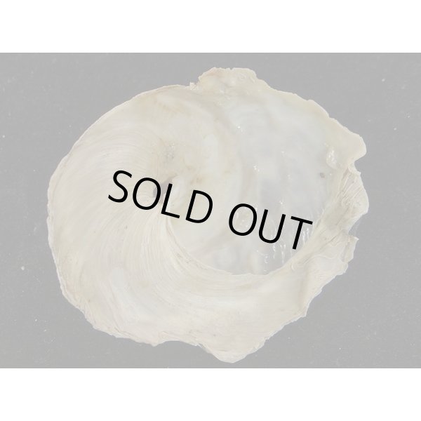 画像3: ダイオウキヌガサ (3)