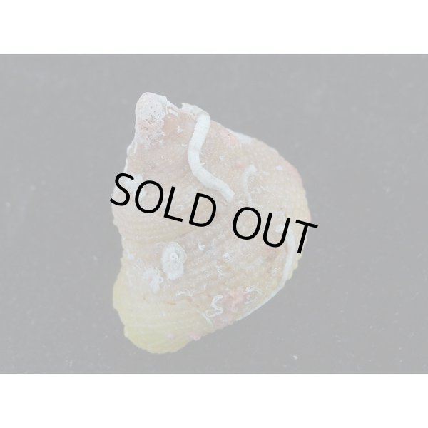 画像2: サメハダカンス　死殻だけど美品 (2)