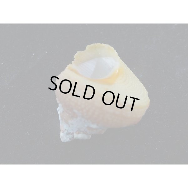 画像3: サメハダカンス　死殻だけど美品 (3)