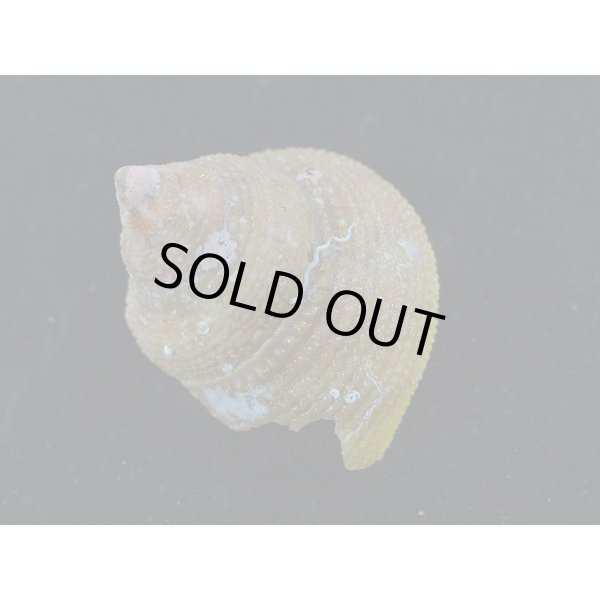 画像2: サメハダカンス 死殻だけど美品 (2)