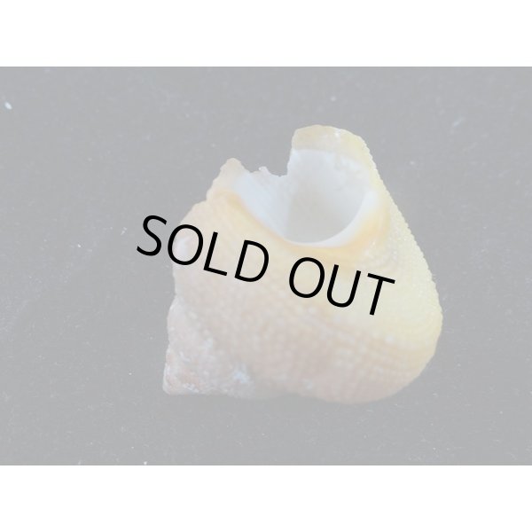 画像3: サメハダカンス 死殻だけど美品 (3)