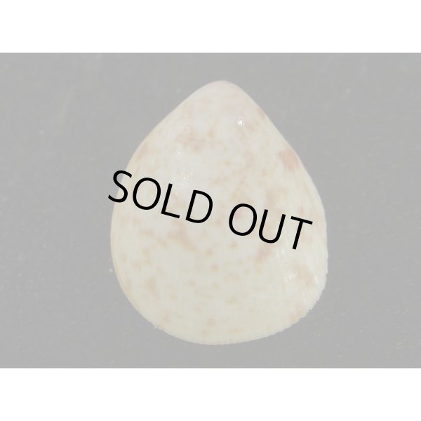 画像2: スベリザル (2)