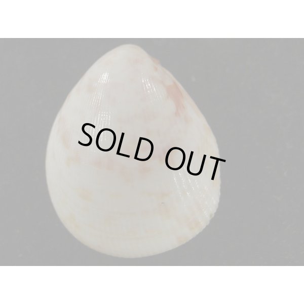 画像2: スベリザル (2)