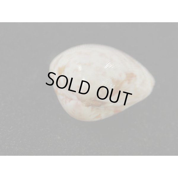 画像3: スベリザル (3)