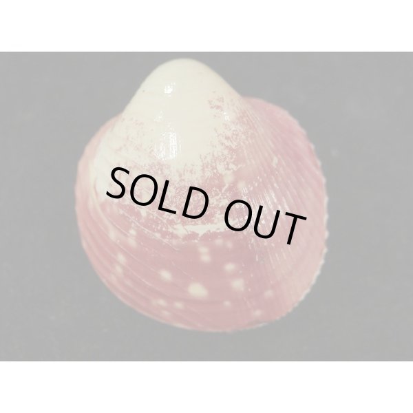 画像2: キンギョガイ (2)