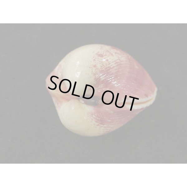 画像3: キンギョガイ (3)