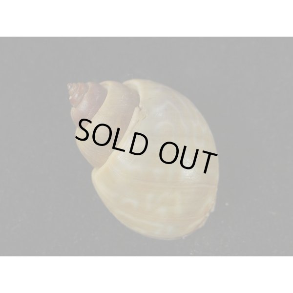 画像2: マキミゾバイ (2)