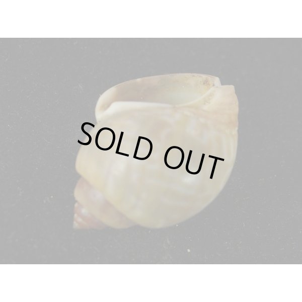 画像3: マキミゾバイ (3)