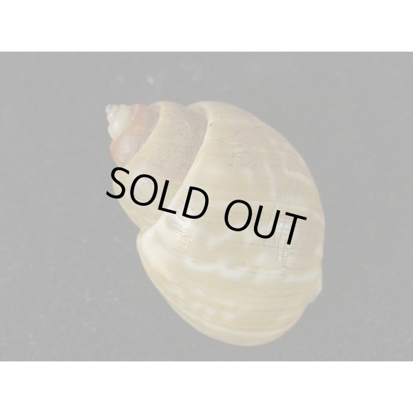 画像2: マキミゾバイ (2)