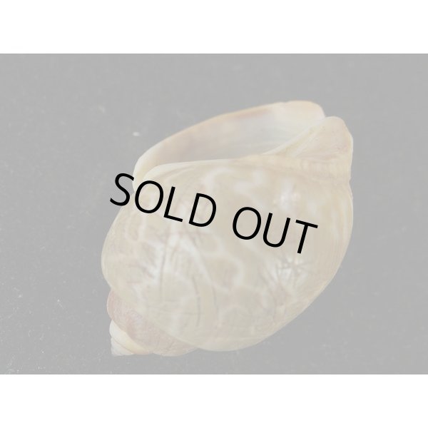 画像3: マキミゾバイ (3)