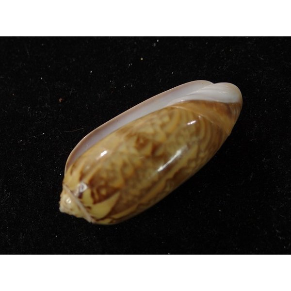 画像3: クチジロマクラ (3)