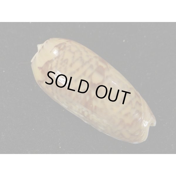 画像2: クチジロマクラ (2)