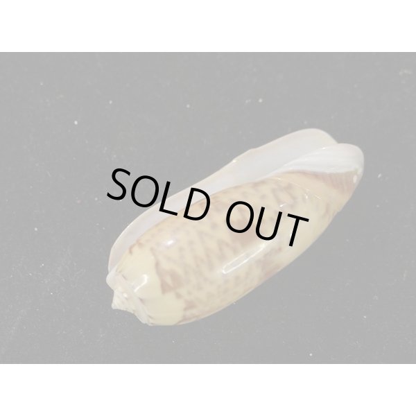 画像3: クチジロマクラ (3)