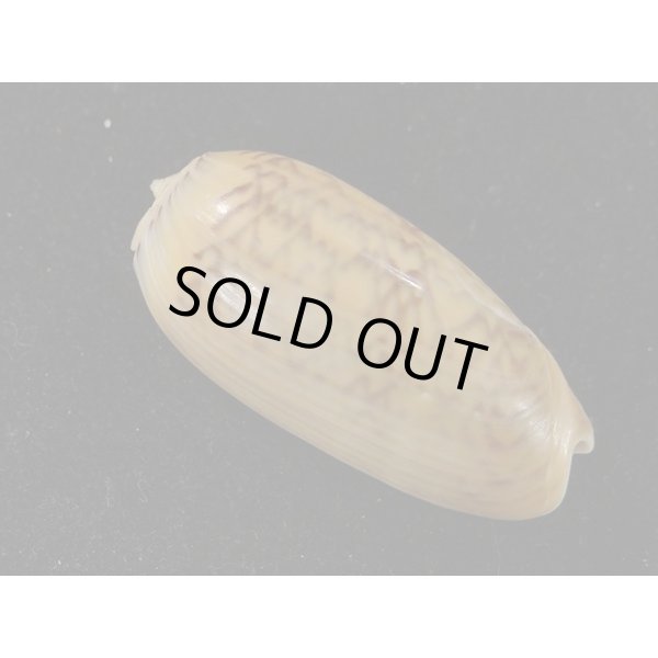 画像2: クチジロマクラ (2)