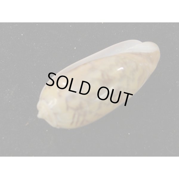 画像3: クチジロマクラ (3)