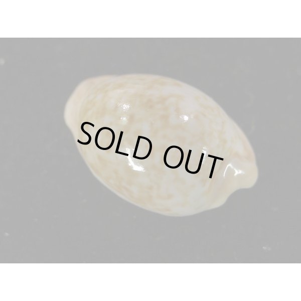 画像2: アカチャダカラ (2)