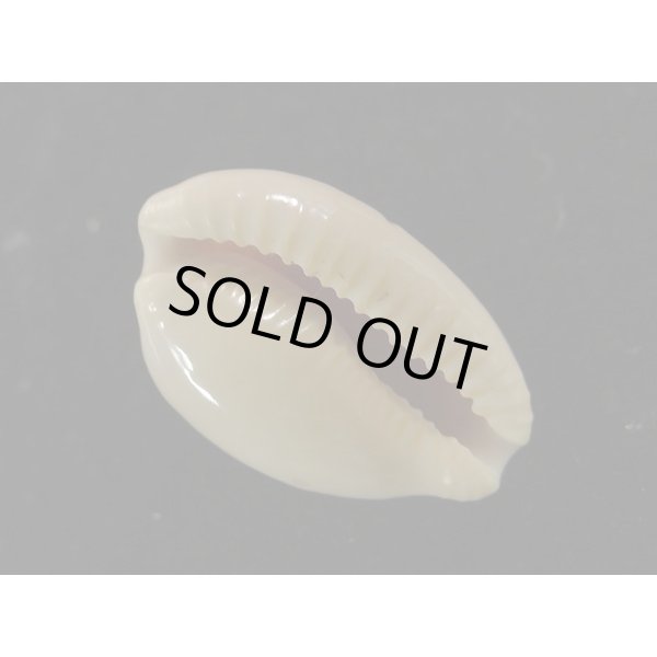 画像3: アカチャダカラ (3)