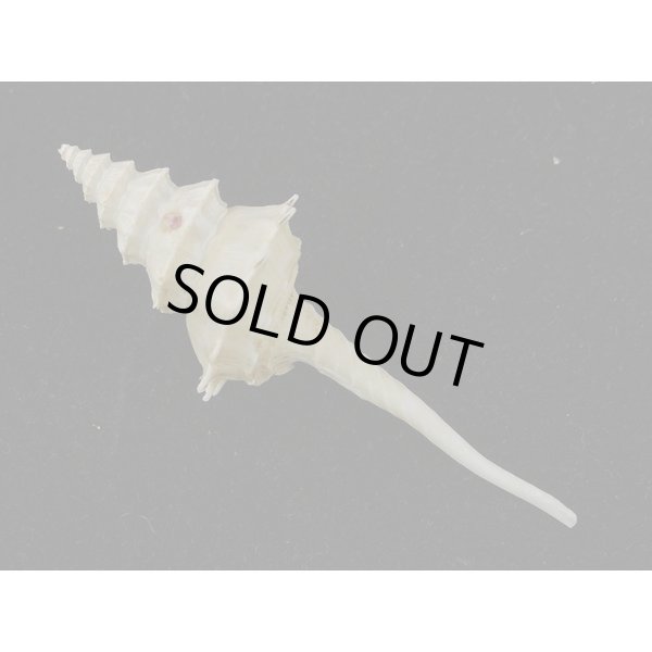 画像2: アフリカ(ナタール)イトグルマ 有刺型 (2)