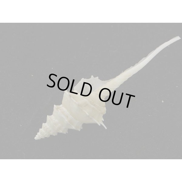 画像3: アフリカ(ナタール)イトグルマ 有刺型 (3)